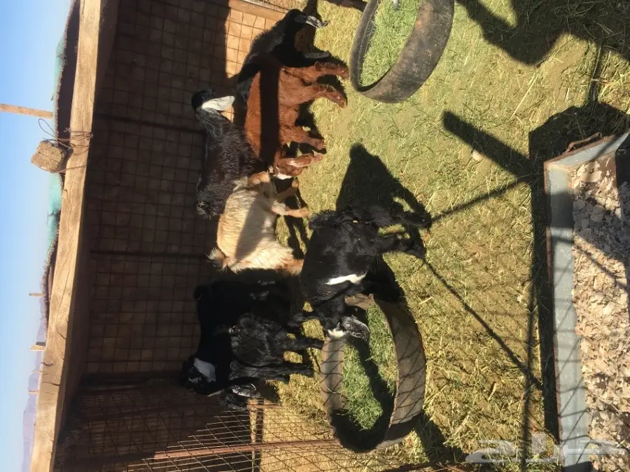 جفار للبيع (image 2)