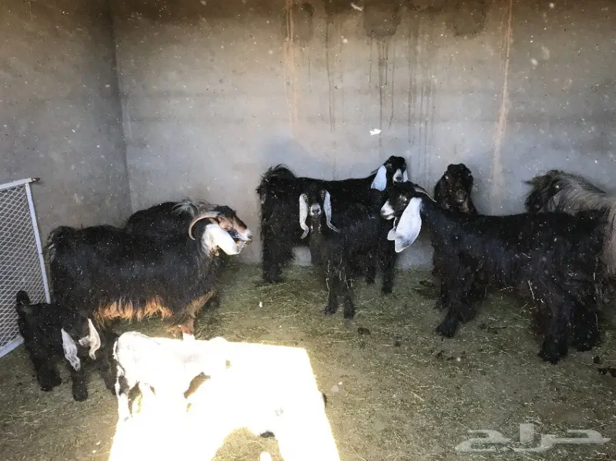 للبيع معزا مواليد ومضاريع (image 2)