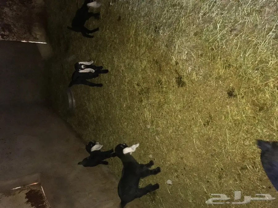 للبيع معزا مواليد ومضاريع (image 4)