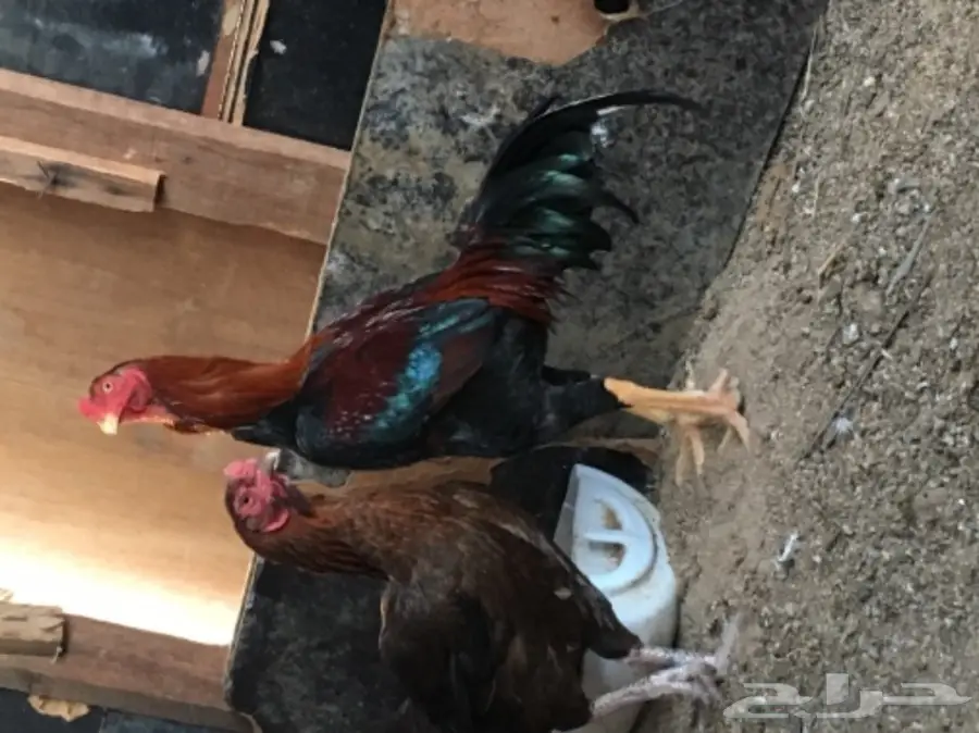 للبيع ديك ودجاجة باكستاني بيوور