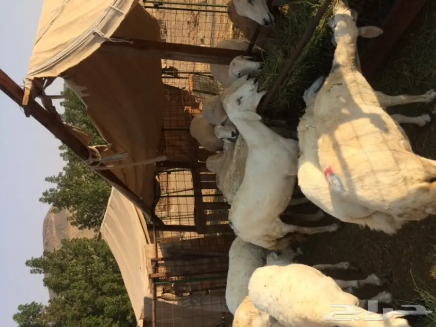 للبيع ضان حرية  العدد 10 