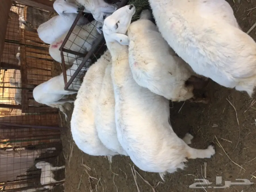 للبيع ضان حرية  العدد 10  (image 1)