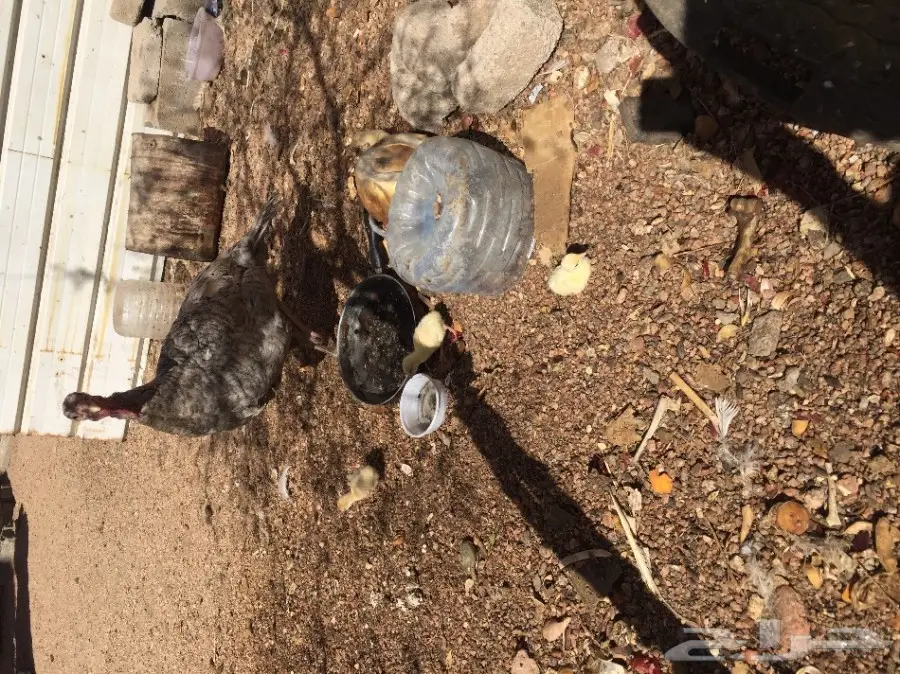 دجاجة رومية منتجة (image 3)