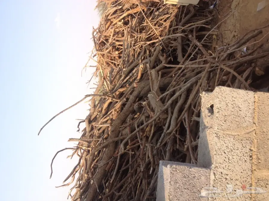 حطب للبيع بالجملة