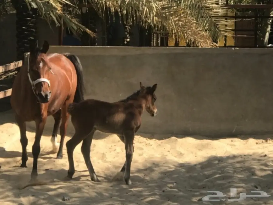 مهر مصري بيور حفيد فاروس
