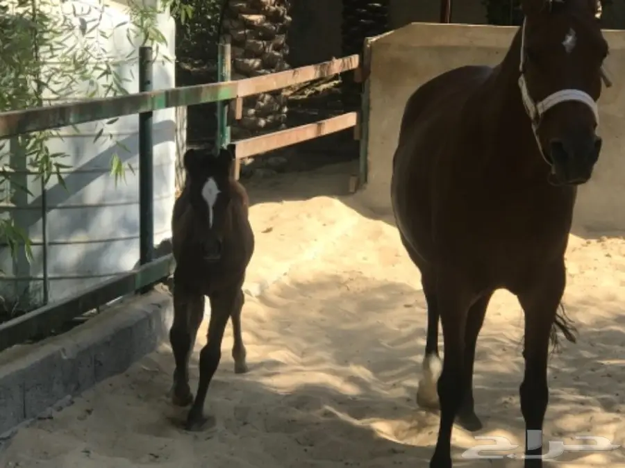 مهر مصري بيور حفيد فاروس (image 1)