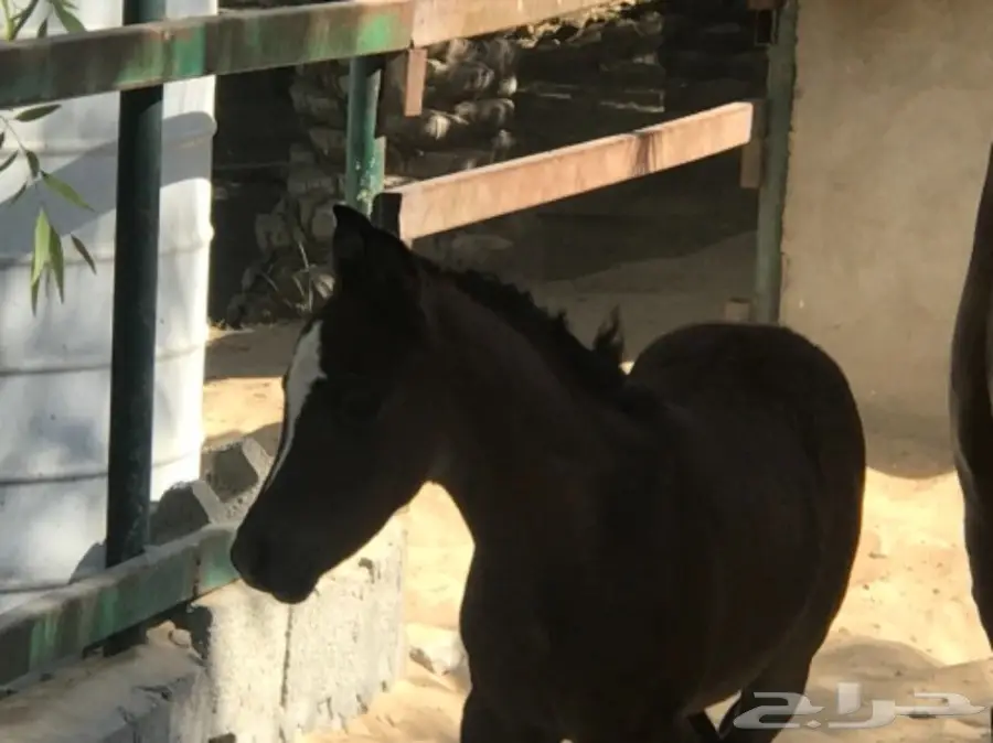 مهر مصري بيور حفيد فاروس (image 2)