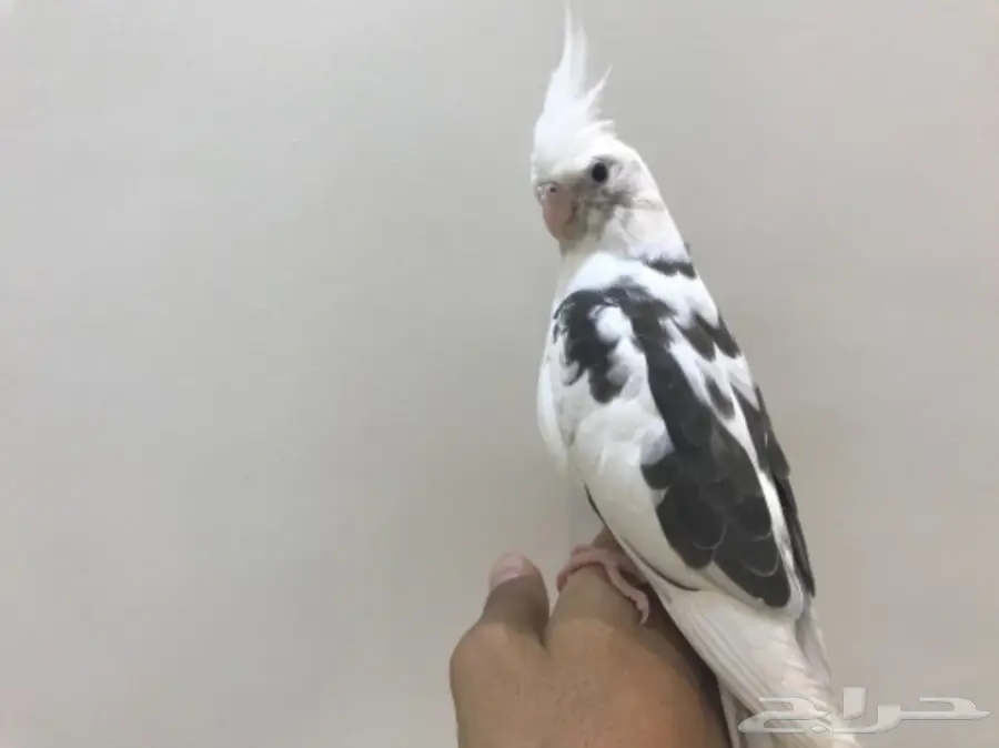 فرخ كروان مكتف 