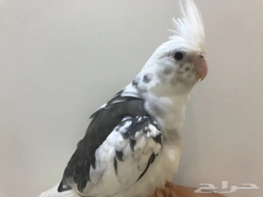 فرخ كروان مكتف  (image 1)