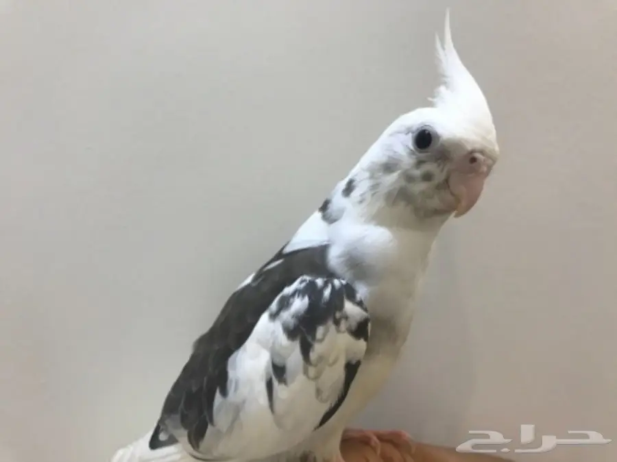 فرخ كروان مكتف  (image 2)