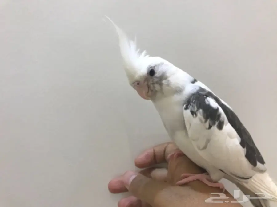 فرخ كروان مكتف  (image 3)