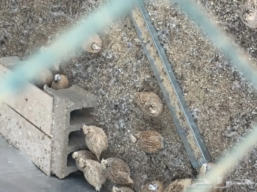 سمان كريمي - نضارة وحلاوة لا مثيل لها! (image 3)