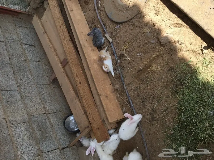 ارانب للبيع (image 3)