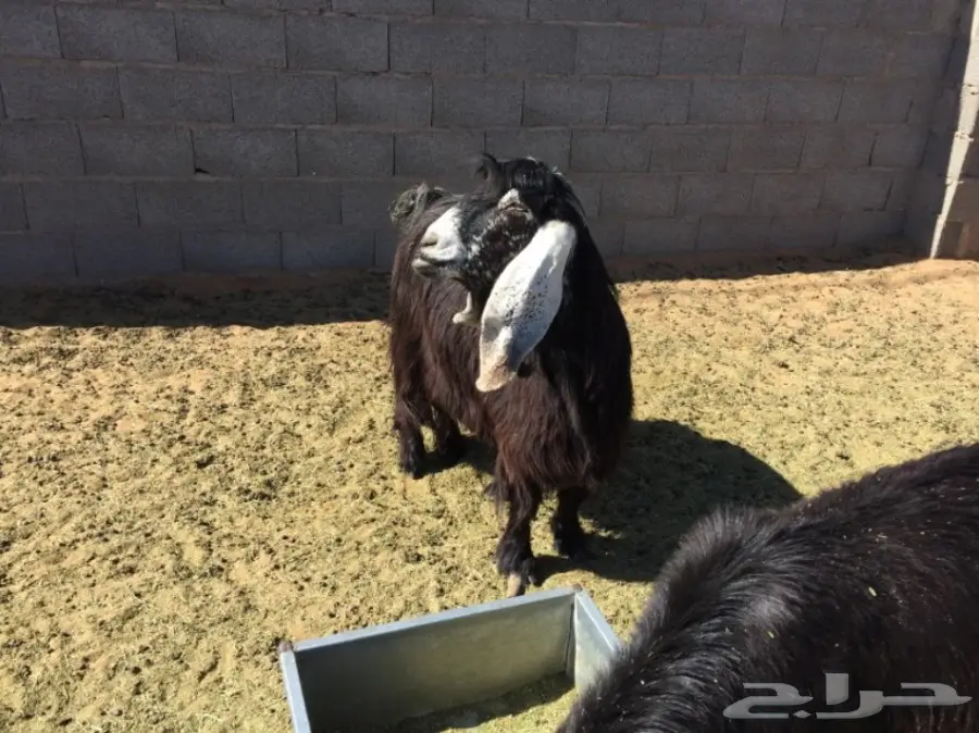 عنز عارضيه صنف ومعرفه  (image 2)