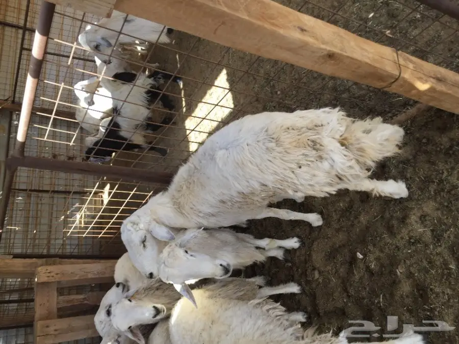 طليان حريه شحم  (image 1)