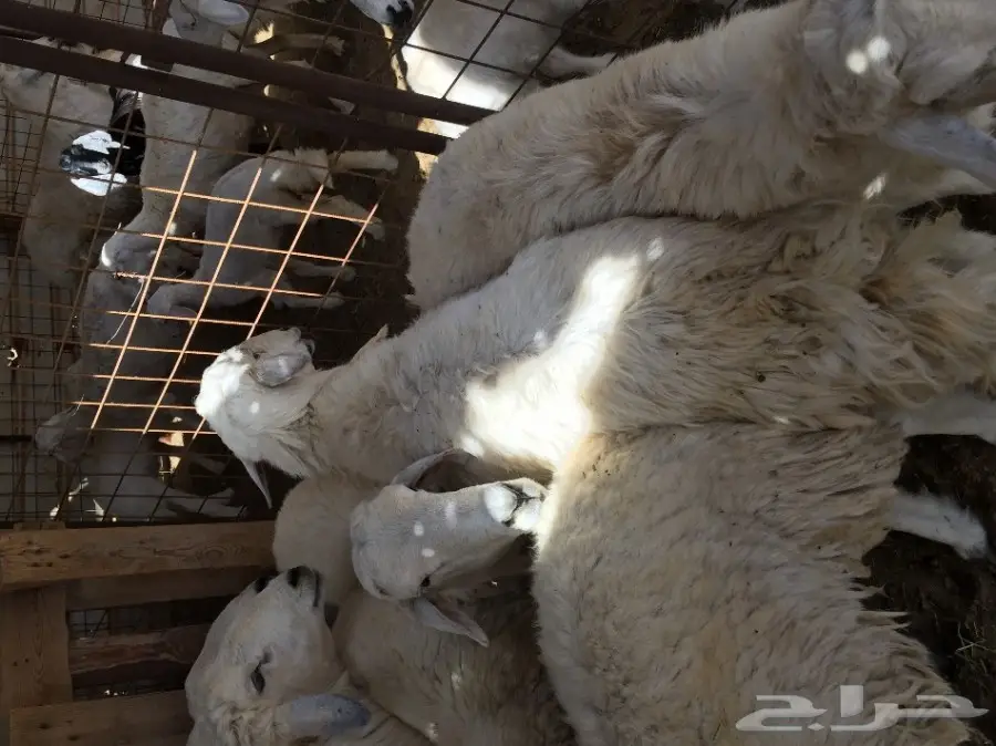 طليان حريه شحم  (image 2)