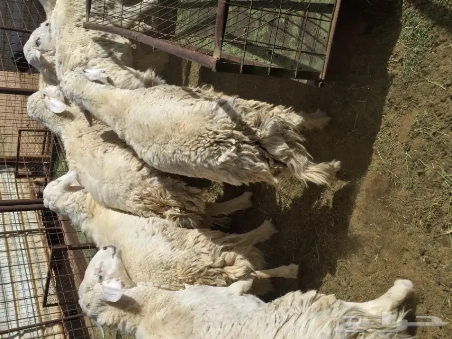 طليان حريه شحم  (image 3)