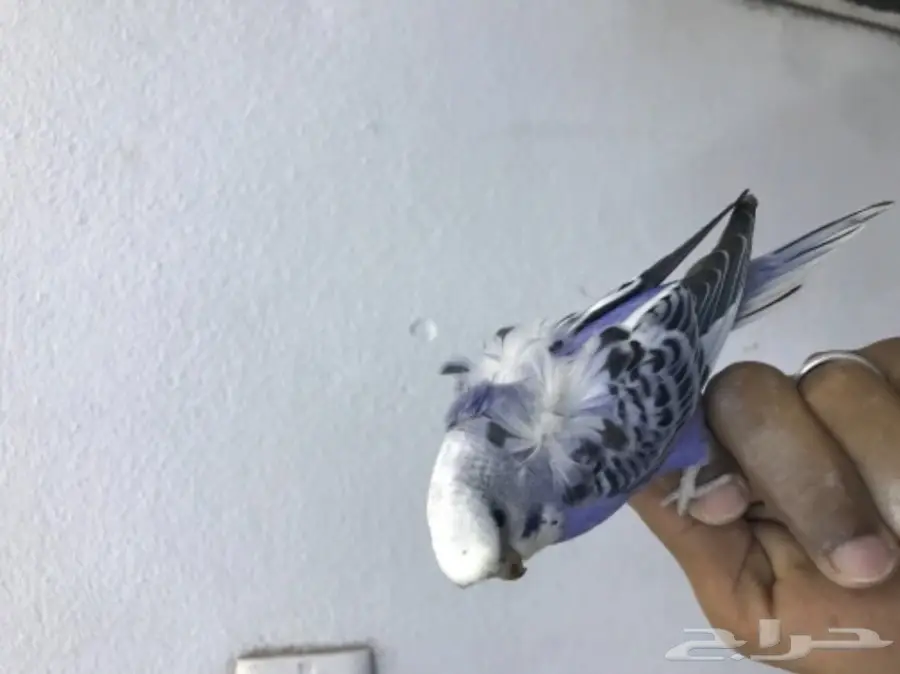 انثى هوقو وردتين