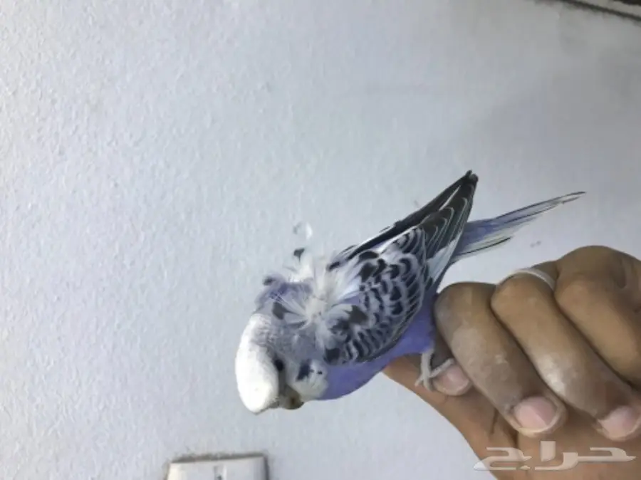 انثى هوقو وردتين (image 1)