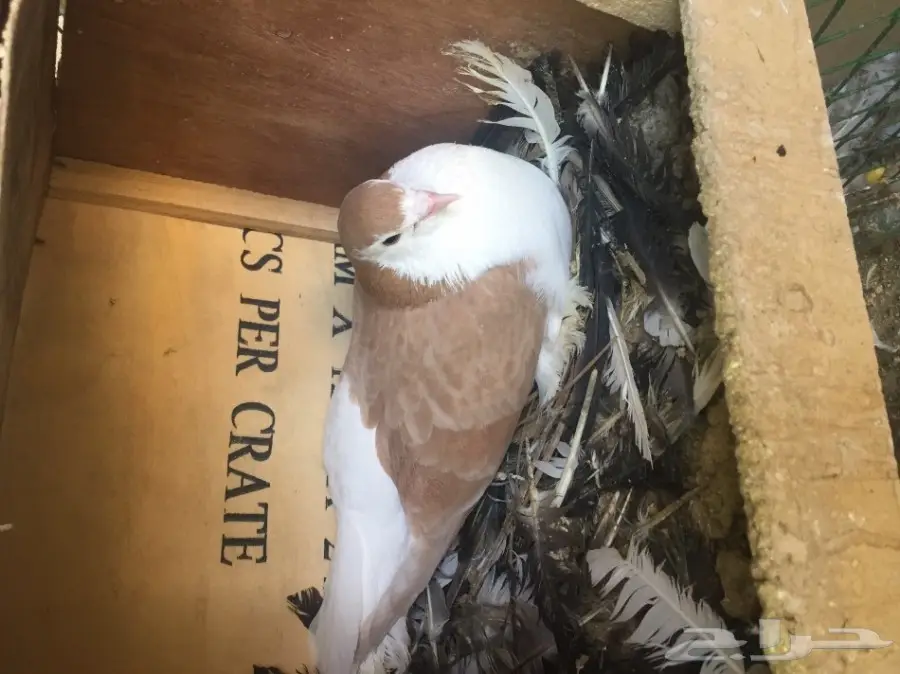 حمام شيرازي 