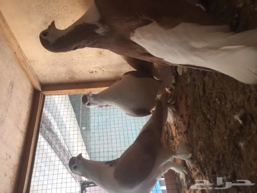 حمام شيرازي  (image 3)