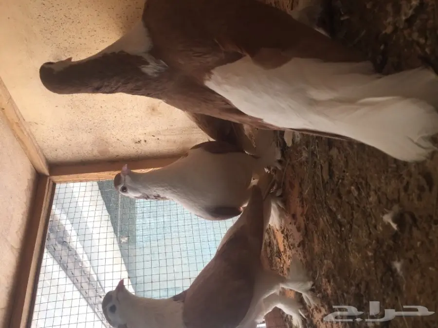 حمام شيرازي  (image 4)