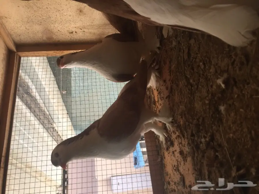 حمام شيرازي  (image 5)