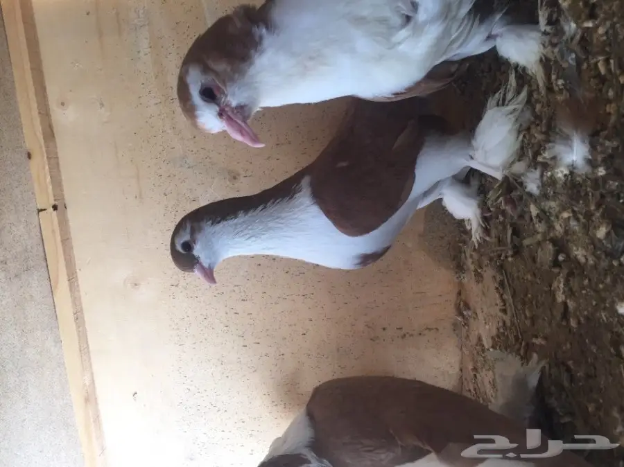 حمام شيرازي  (image 6)