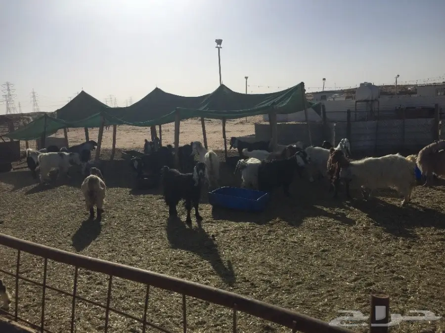 معزا للبيع  (image 3)