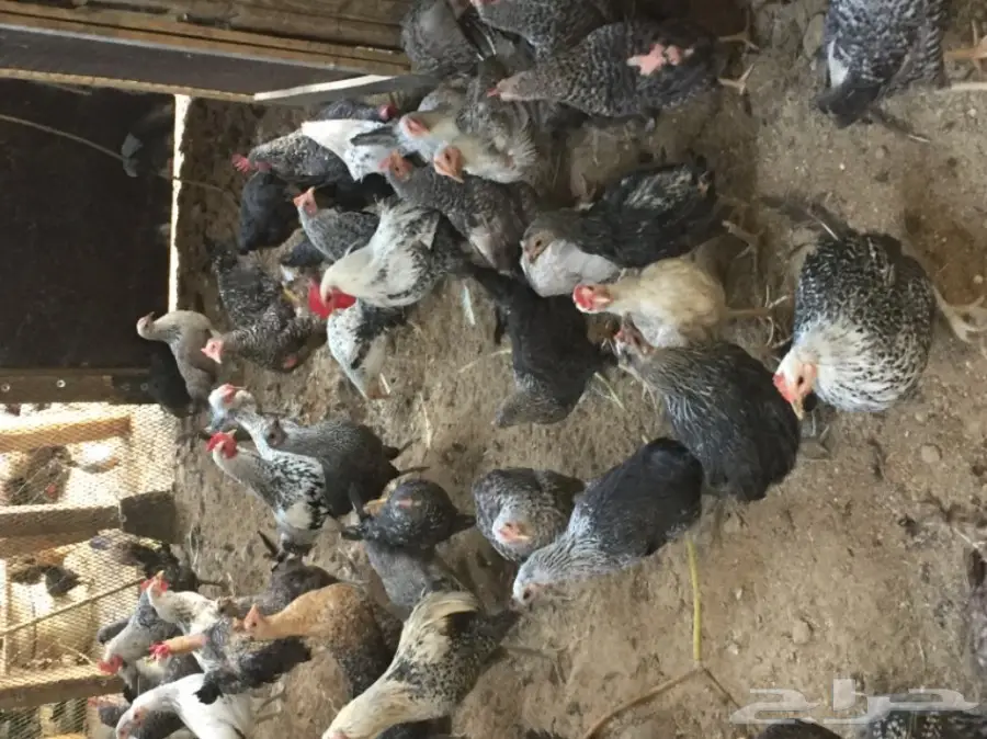 دجاج فيومي بياض للبيع 