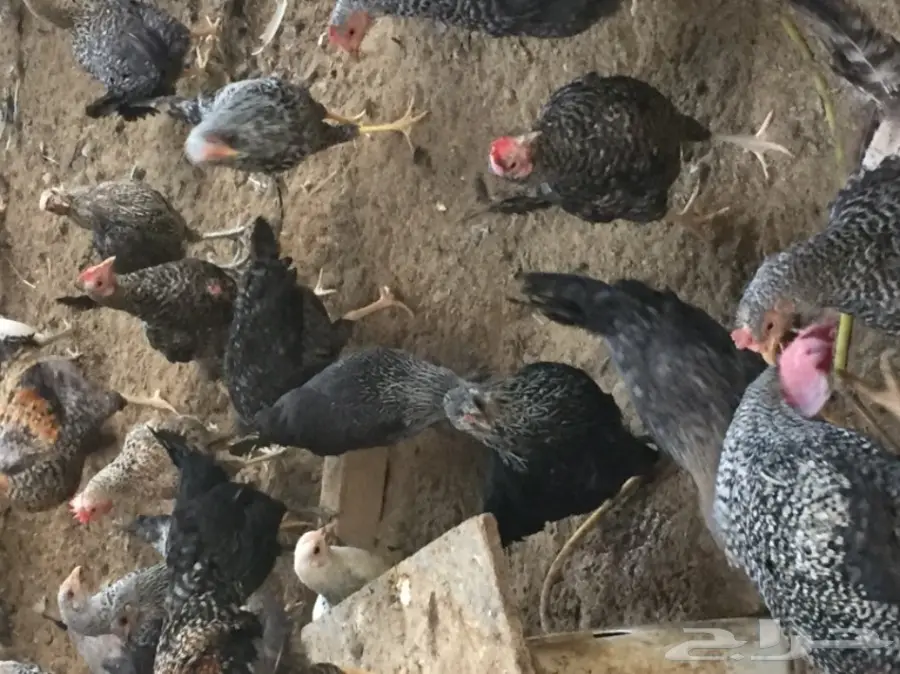 دجاج فيومي بياض للبيع  (image 1)