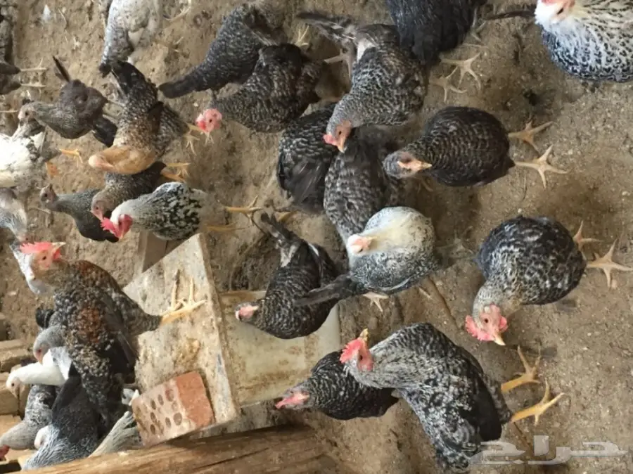 دجاج فيومي بياض للبيع  (image 10)