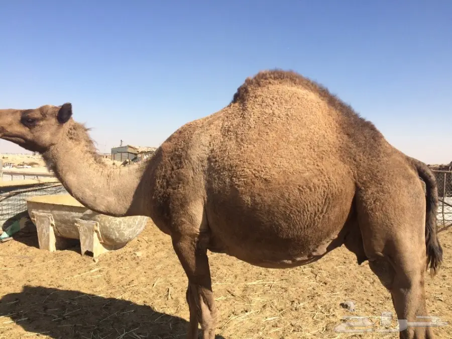 خلفات شعل للبيع