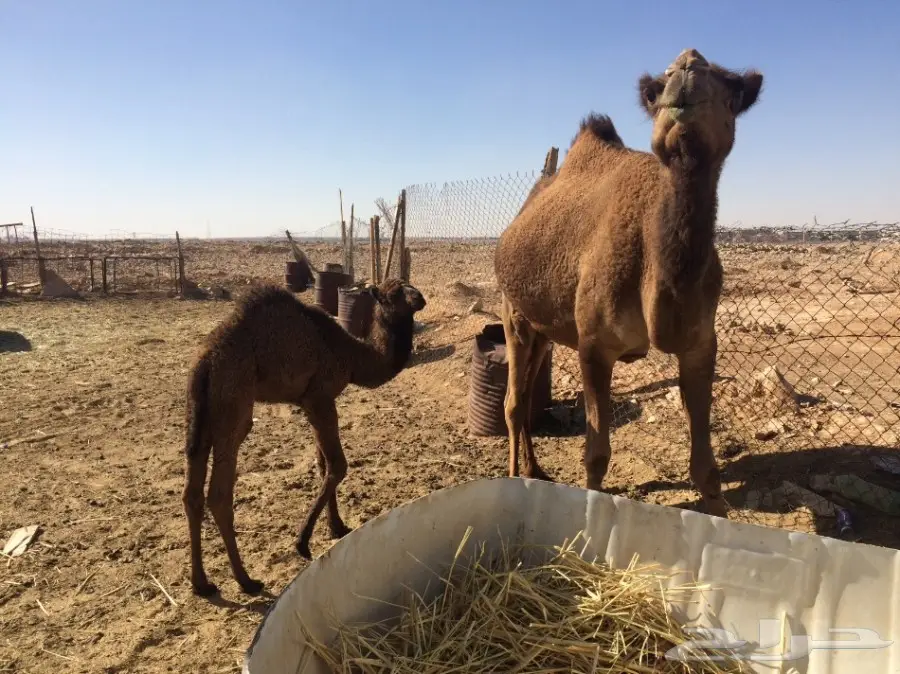 خلفات شعل للبيع (image 2)