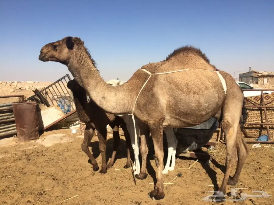 خلفات شعل للبيع (image 3)