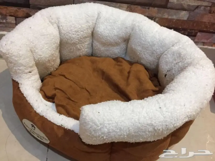 للبيع قط شيرازي امريكي منزلي نظيف مع اغراضه (image 2)