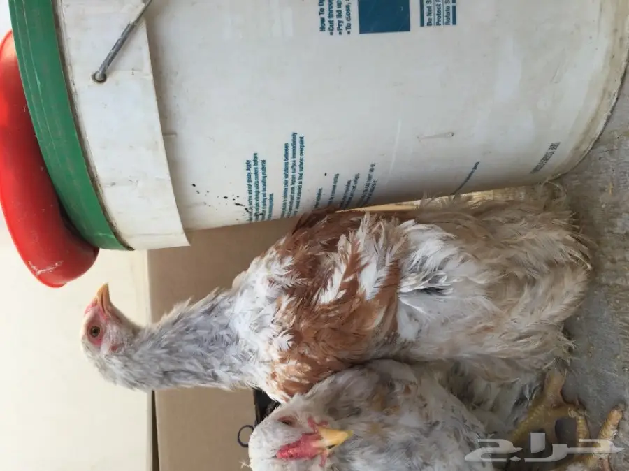 دجاج براهما للبيع 