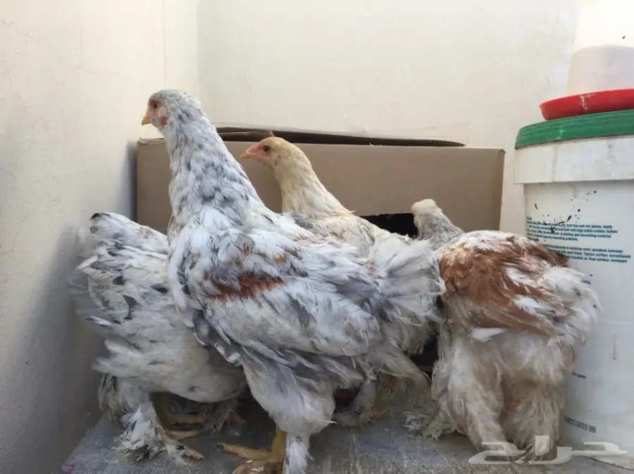 دجاج براهما للبيع  (image 3)