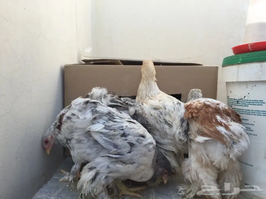 دجاج براهما للبيع  (image 4)