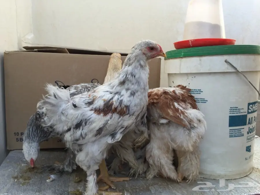 دجاج براهما للبيع  (image 5)