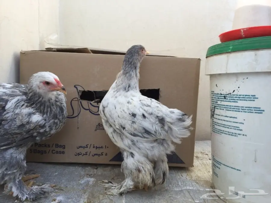دجاج براهما للبيع  (image 6)