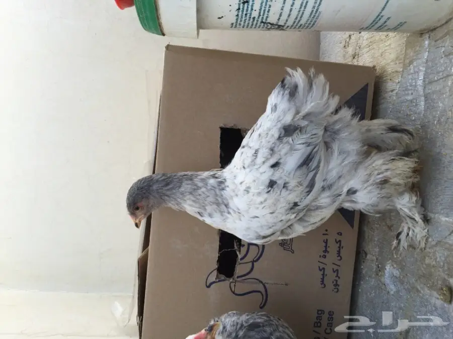دجاج براهما للبيع  (image 7)