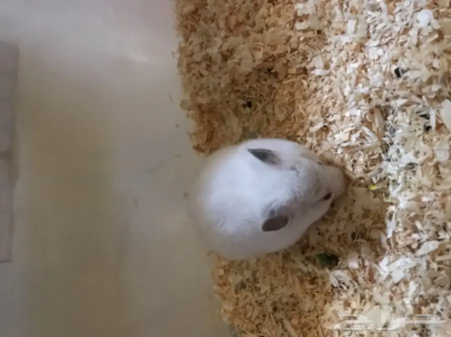 هامستر للبيع  (image 1)