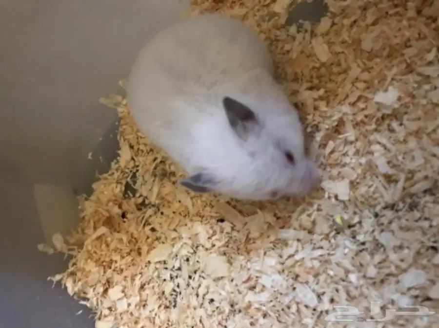 هامستر للبيع  (image 2)