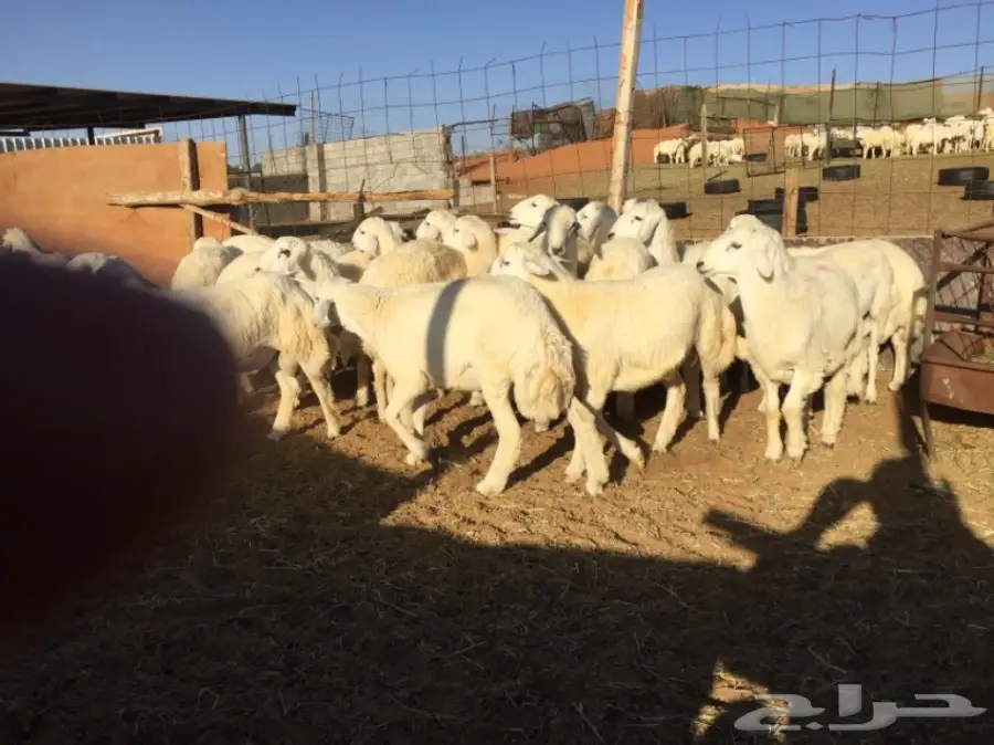 طليان جبره والبيع سمح