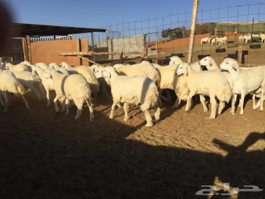 طليان جبره والبيع سمح (image 1)