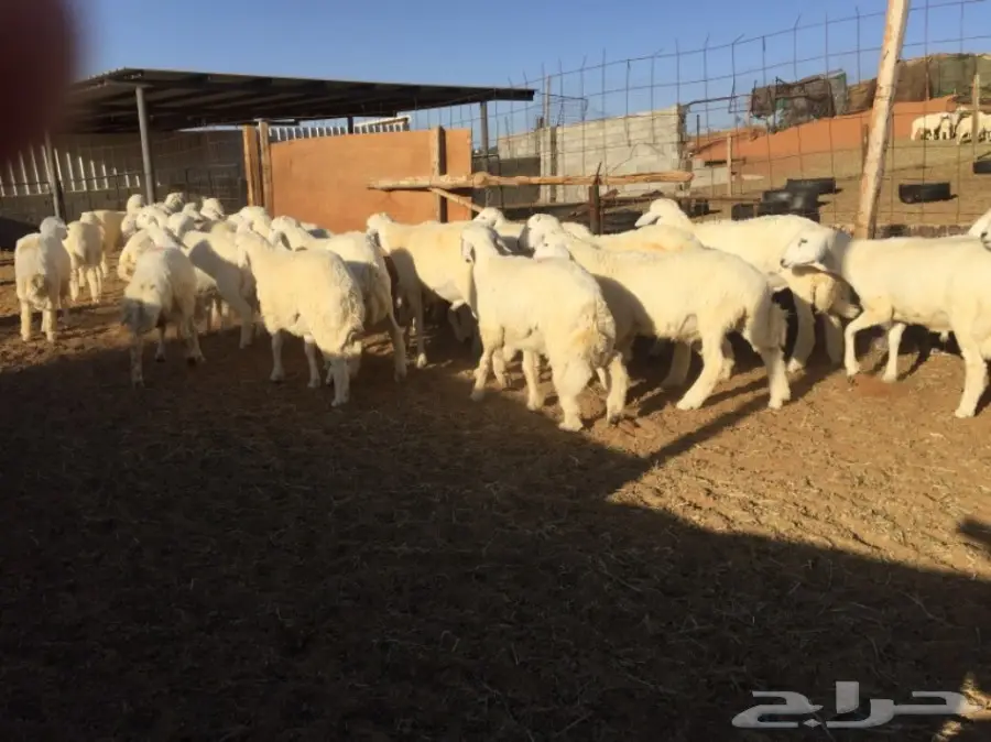 طليان جبره والبيع سمح (image 2)