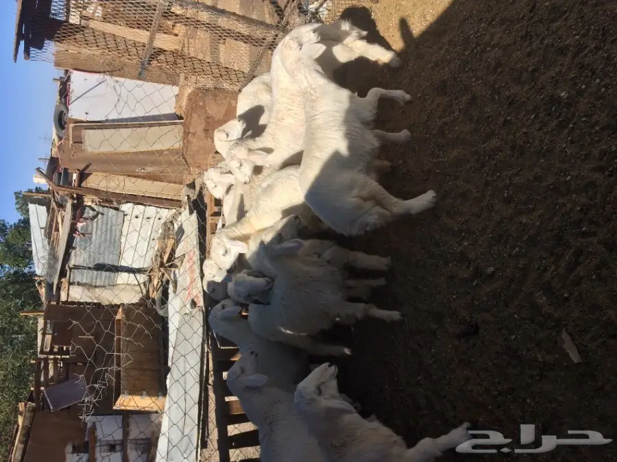 ذبائح حرية مغلفة شحم 