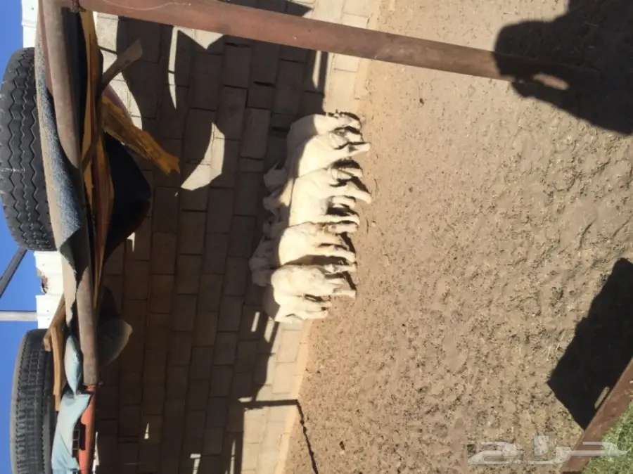 بهم للبيع الموقع تربه 