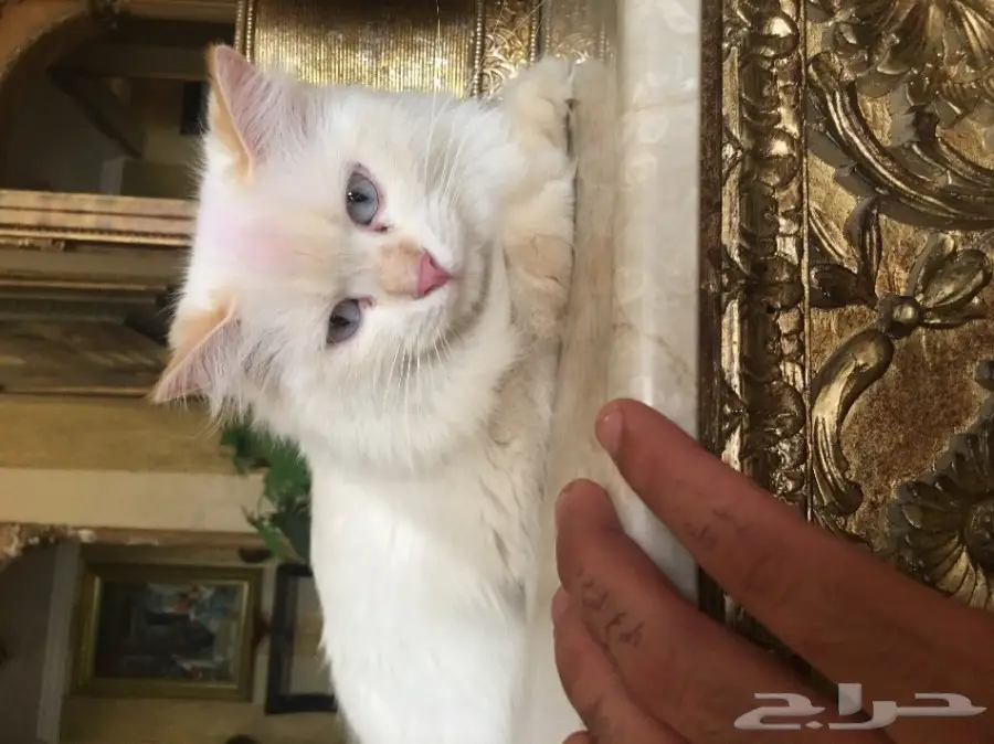 قطه او بسه للبيع شيرازي 